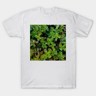 Stonecrop Leaves Depth Color T-Shirt
